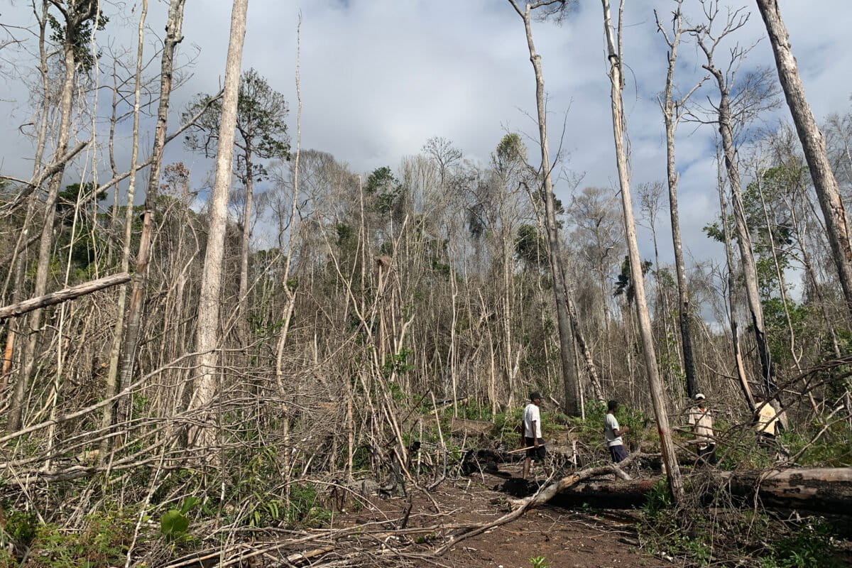 Burned Manombo forest. Photo by Nina Finley / Health in Harmony
