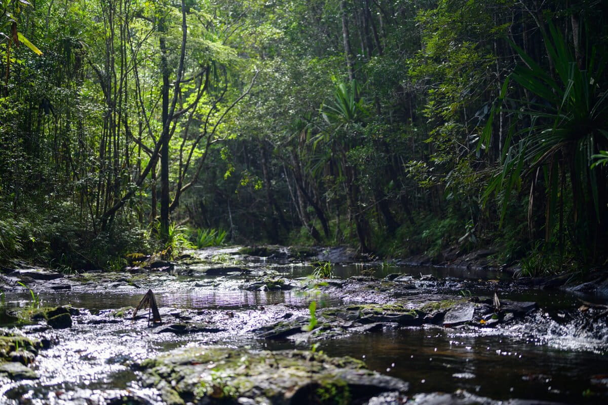 Healthy core Manombo forest. Photo by Nina Finley / Health in Harmony