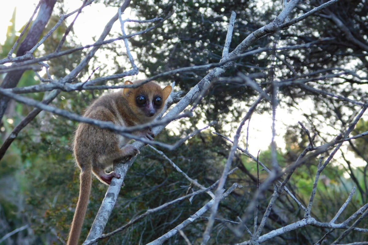 Mouse lemur (Microcebus sp) in Manombo Special Reserve. Photo by Elise Paietta
