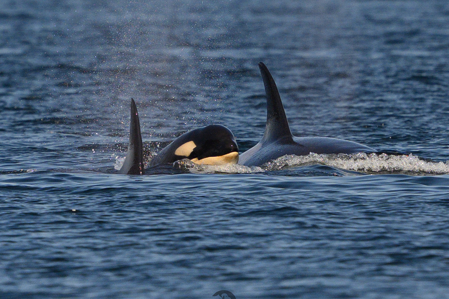 Resident killer whales (Orcinus orca ater). 