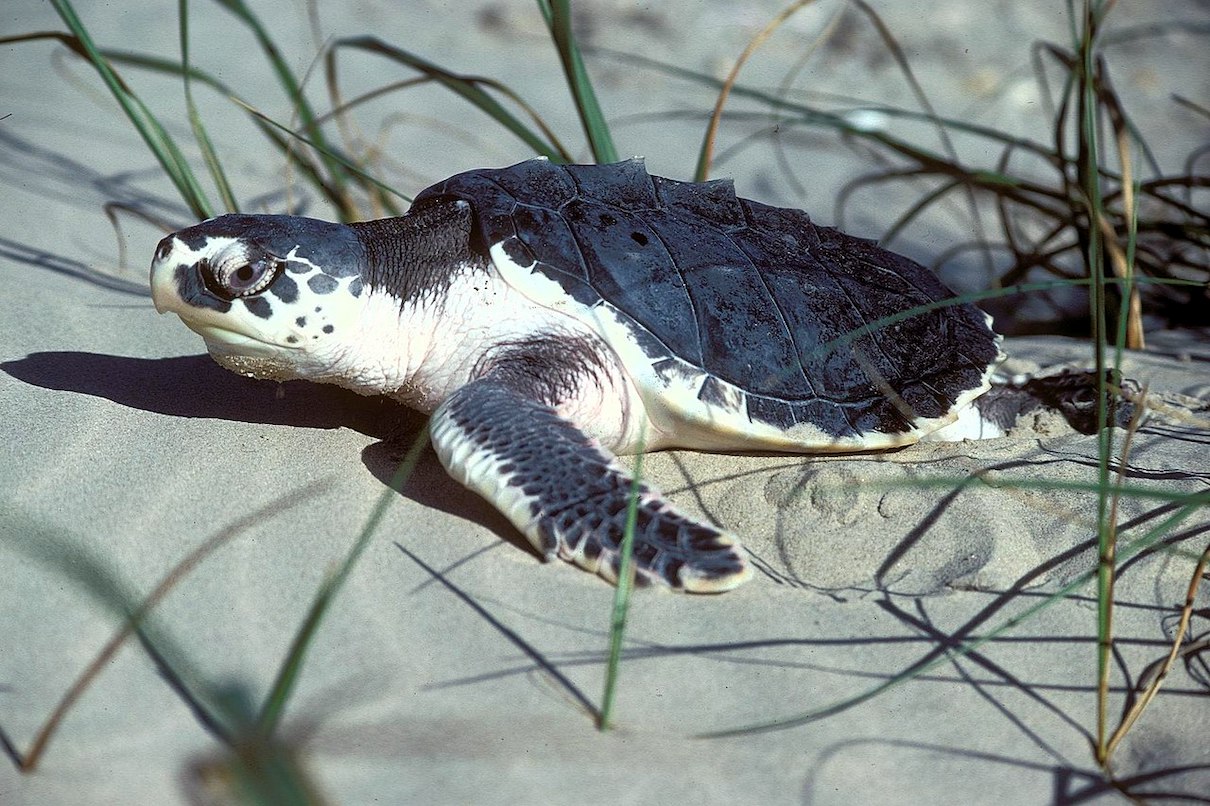 A recently hatched Kemp's Ridley sea turtle on the Texas Gulf Coast. Image courtesy of the U.S. Environmental Protection Agency.