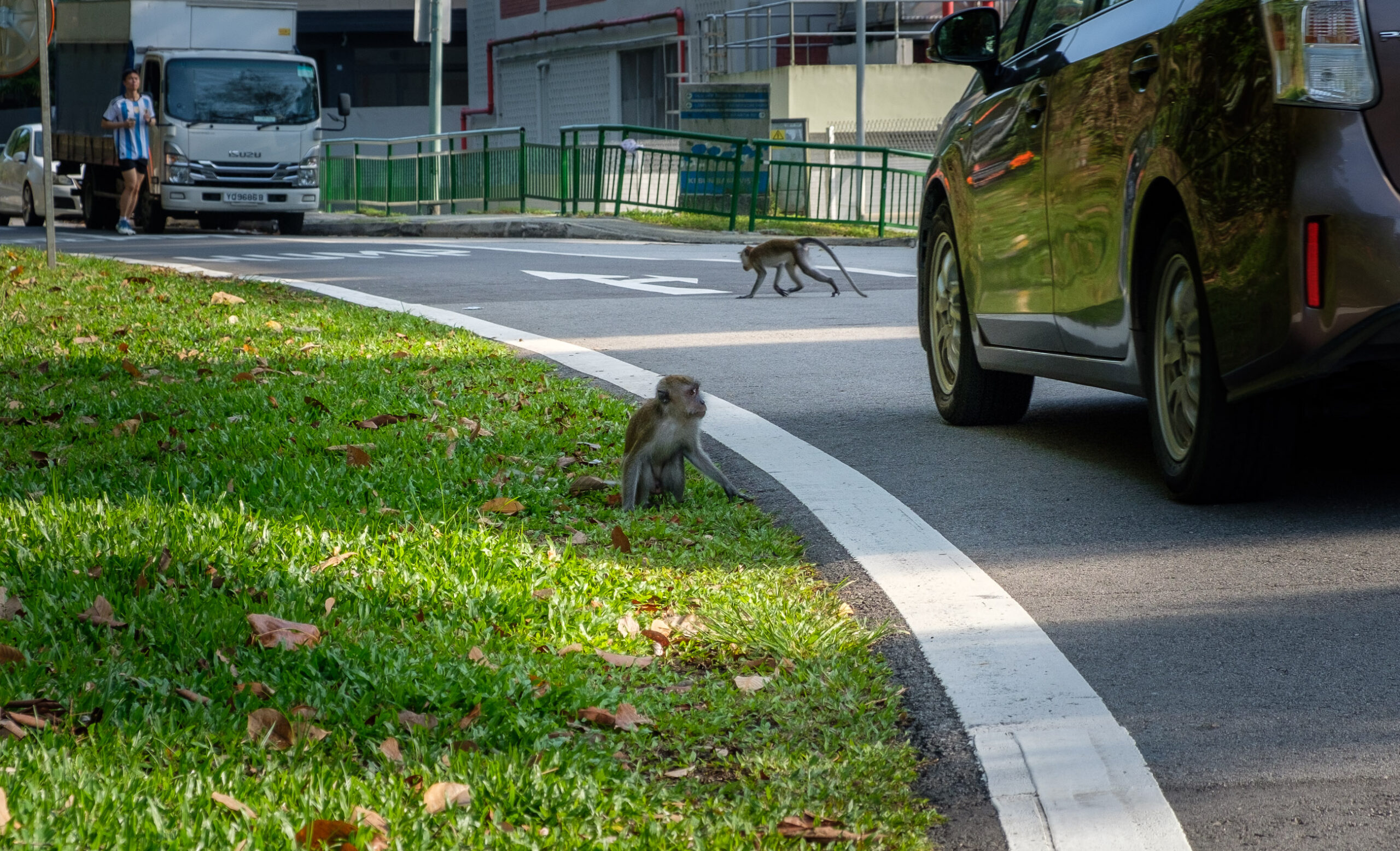 Long-tailed macaques crossing roads.
