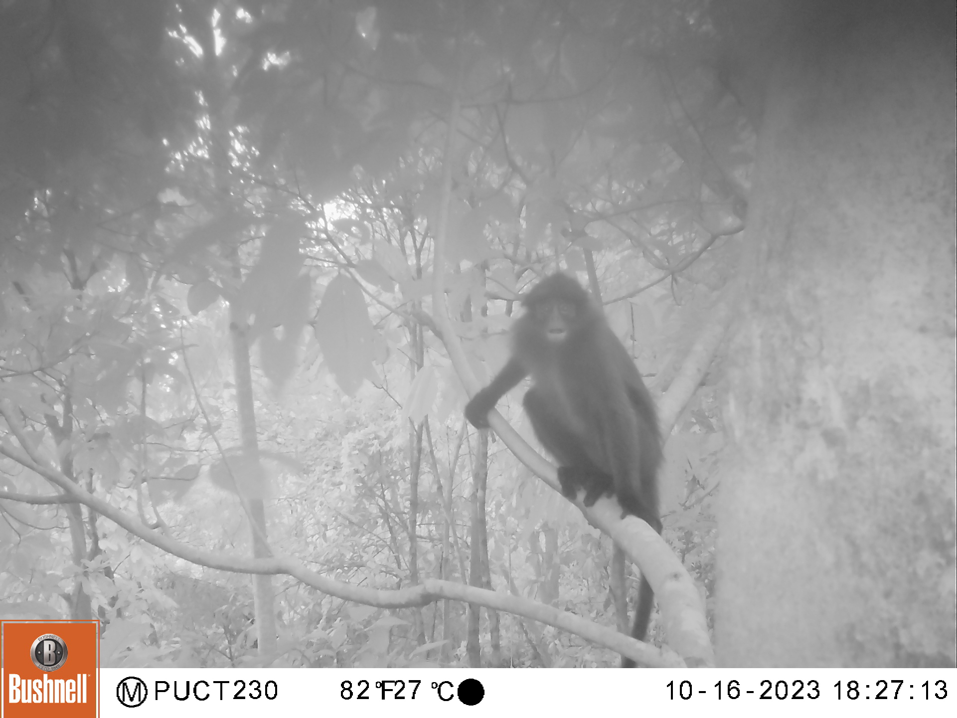 Raffles banded langur in Singapore