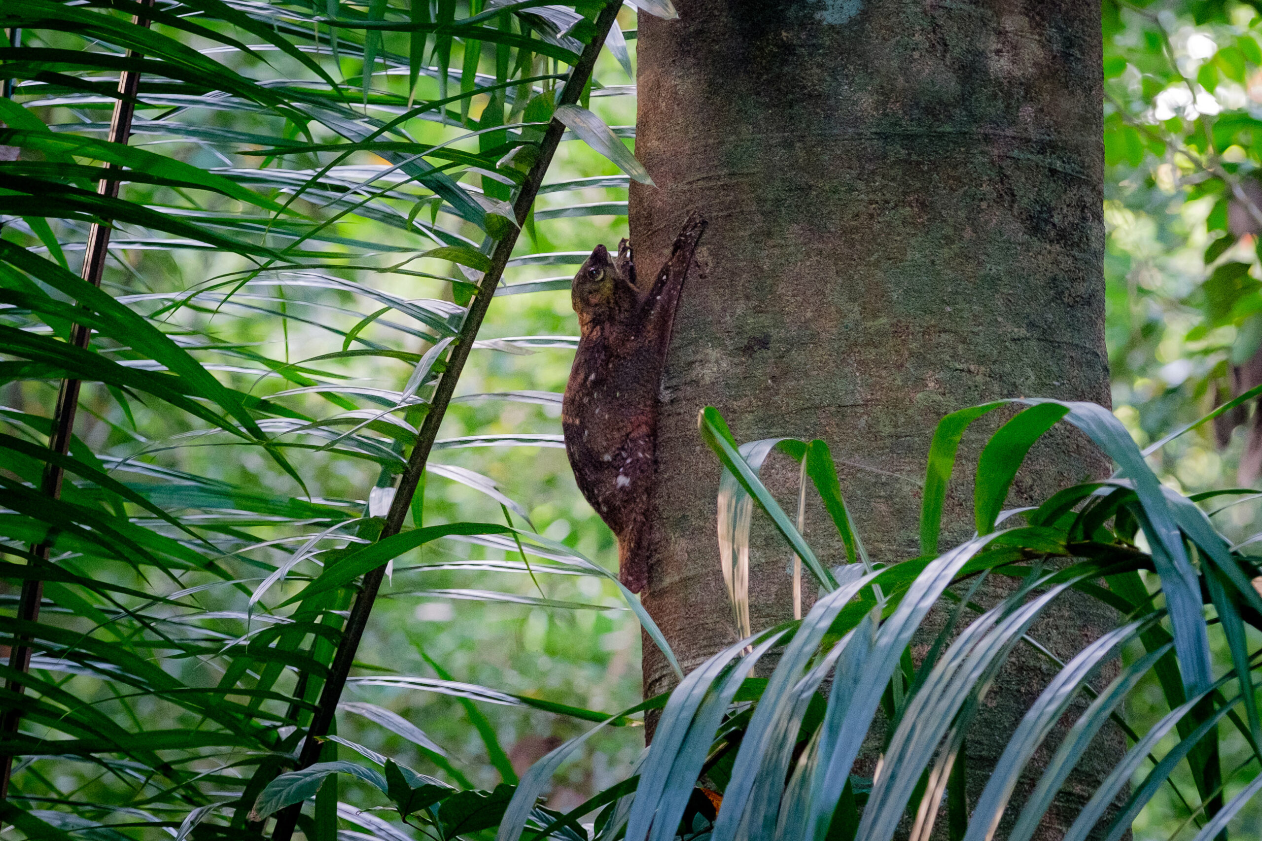Sunda colugo