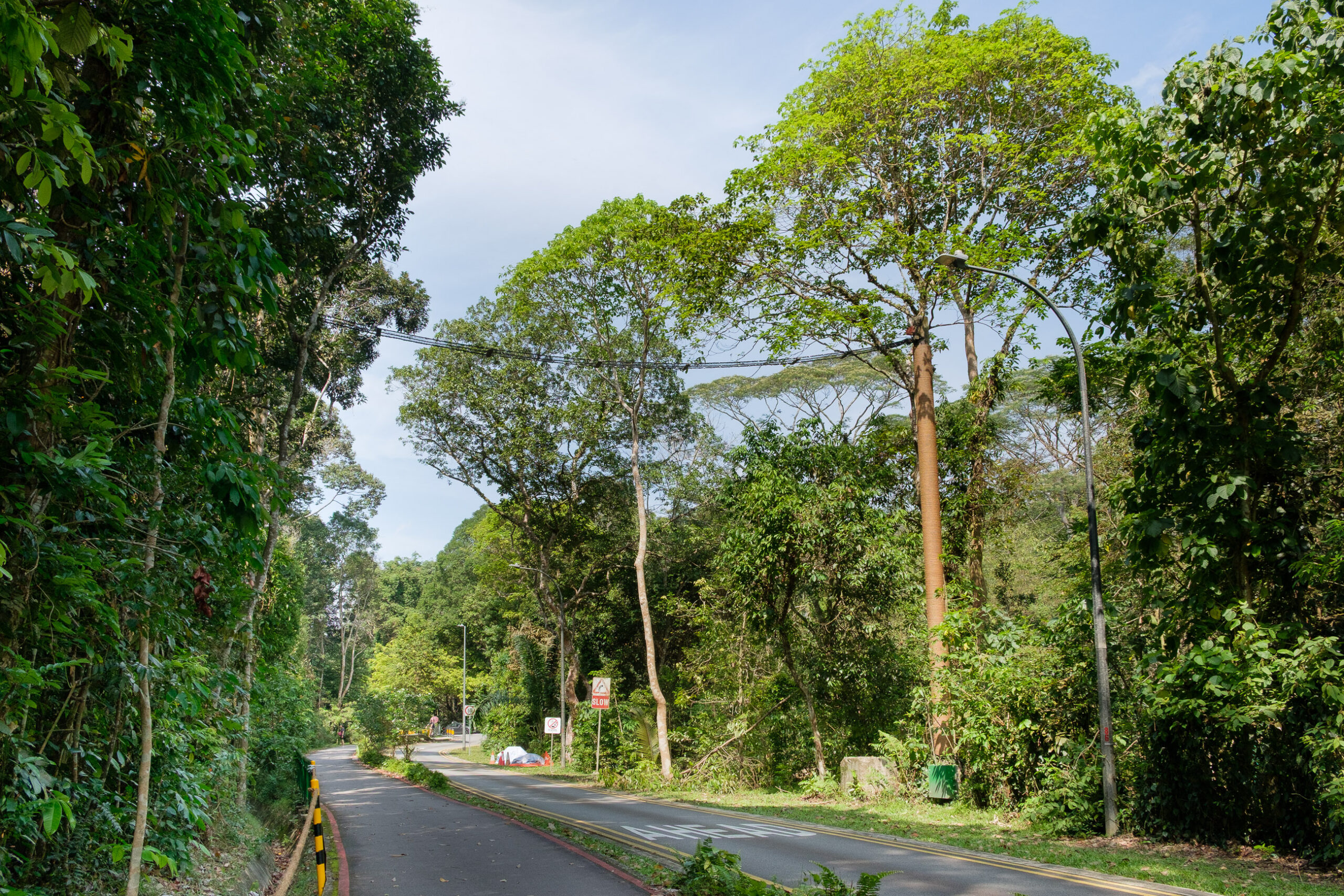 Arboreal rope bridge in Singapore.
