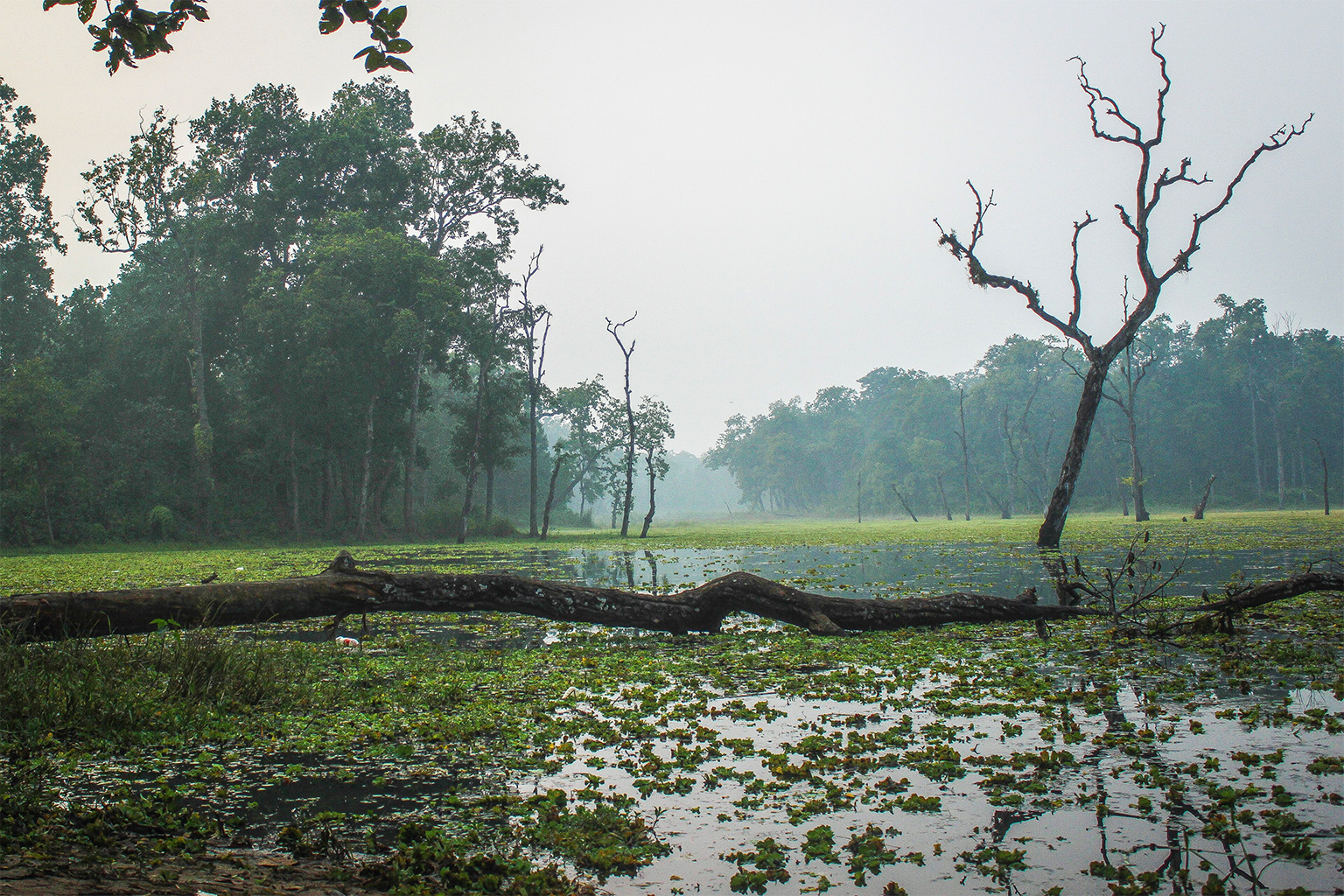 Lake Raino at Tikauli, Chitwan National Park.