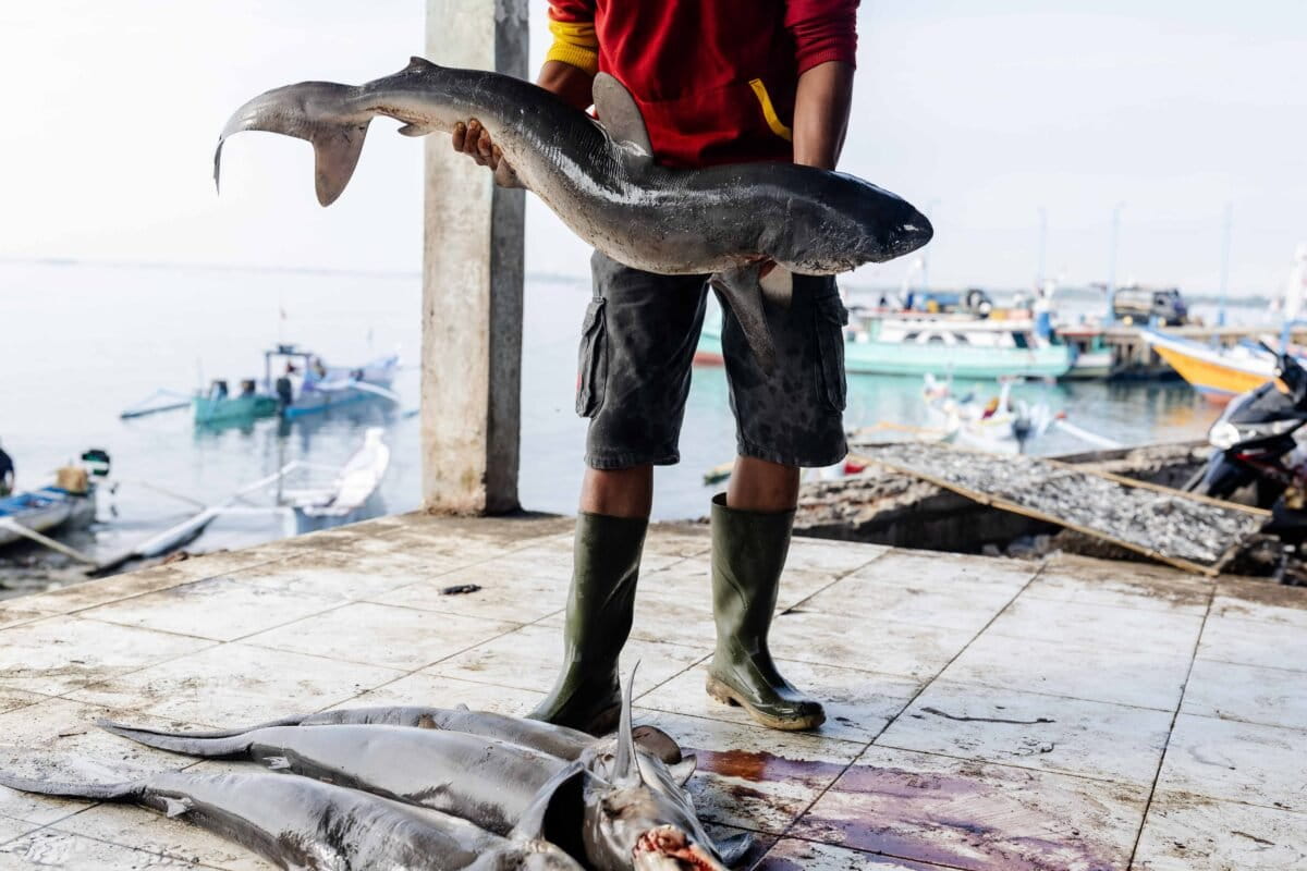 A man carries a fresh-caught shark from a fishing boat at a traditional fish market in Tanjung Luar, Lombok Island, Indonesia, on Feb. 22, 2025. Image by Garry Lolutung.