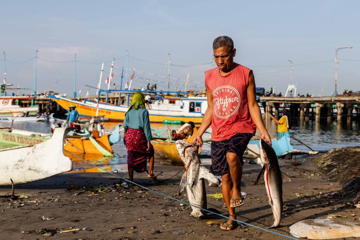 Safruddin, a fisher, carries a freshly caught shark from a fishing boat at a traditional fish market in Tanjung Luar village, Lombok Island