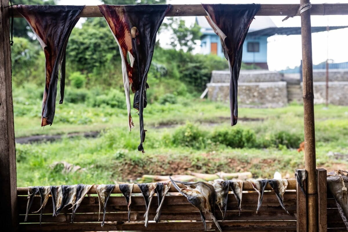 Shark skins are laid out to dry at a warehouse in Rumbuk village, Lombok Island