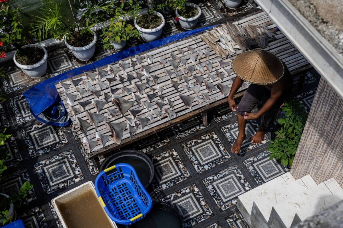 Shark fins are laid out to dry near a traditional market in Tanjung Luar village, Lombok Island, Indonesia, on Feb. 21, 2025.