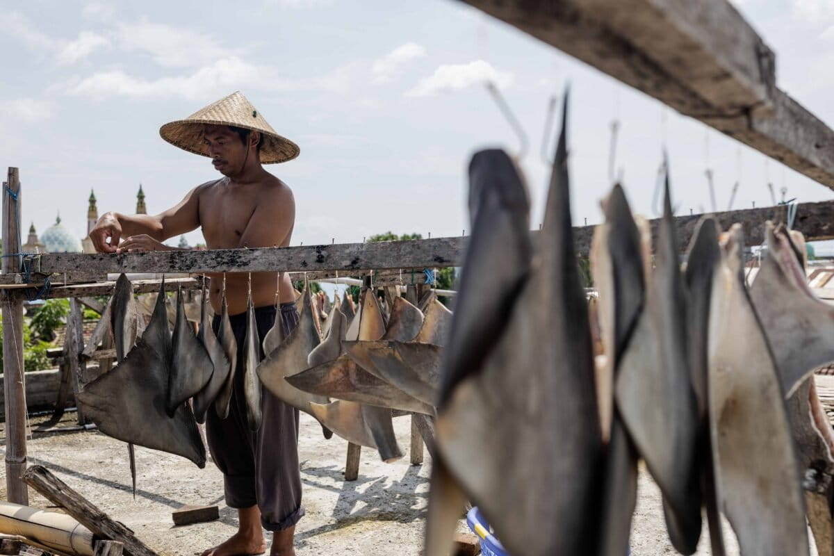A fisherman drying shark fins near a traditional market in Tanjung Luar village