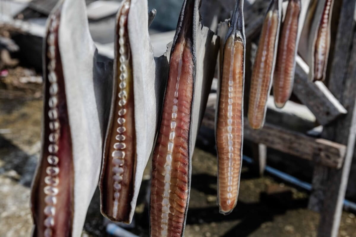 Shark fins are laid out to dry near a traditional market in Tanjung Luar