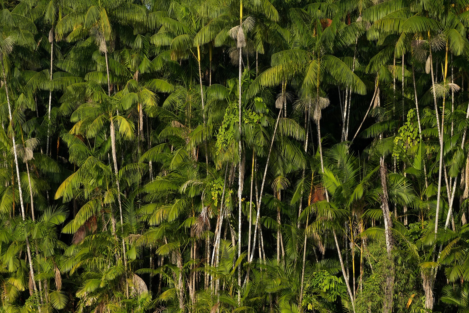 Açaí palm trees stand on an island of the Bailique archipelago, district of Macapa, state of Amapa, northern Brazil, Monday, Sept. 12, 2022.
