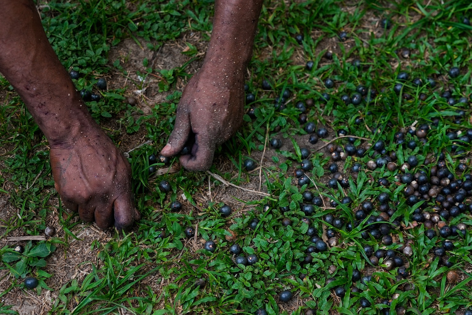 Picking açaí berries in Itacoa Miri, Brazil, Tuesday, November 18, 2025.