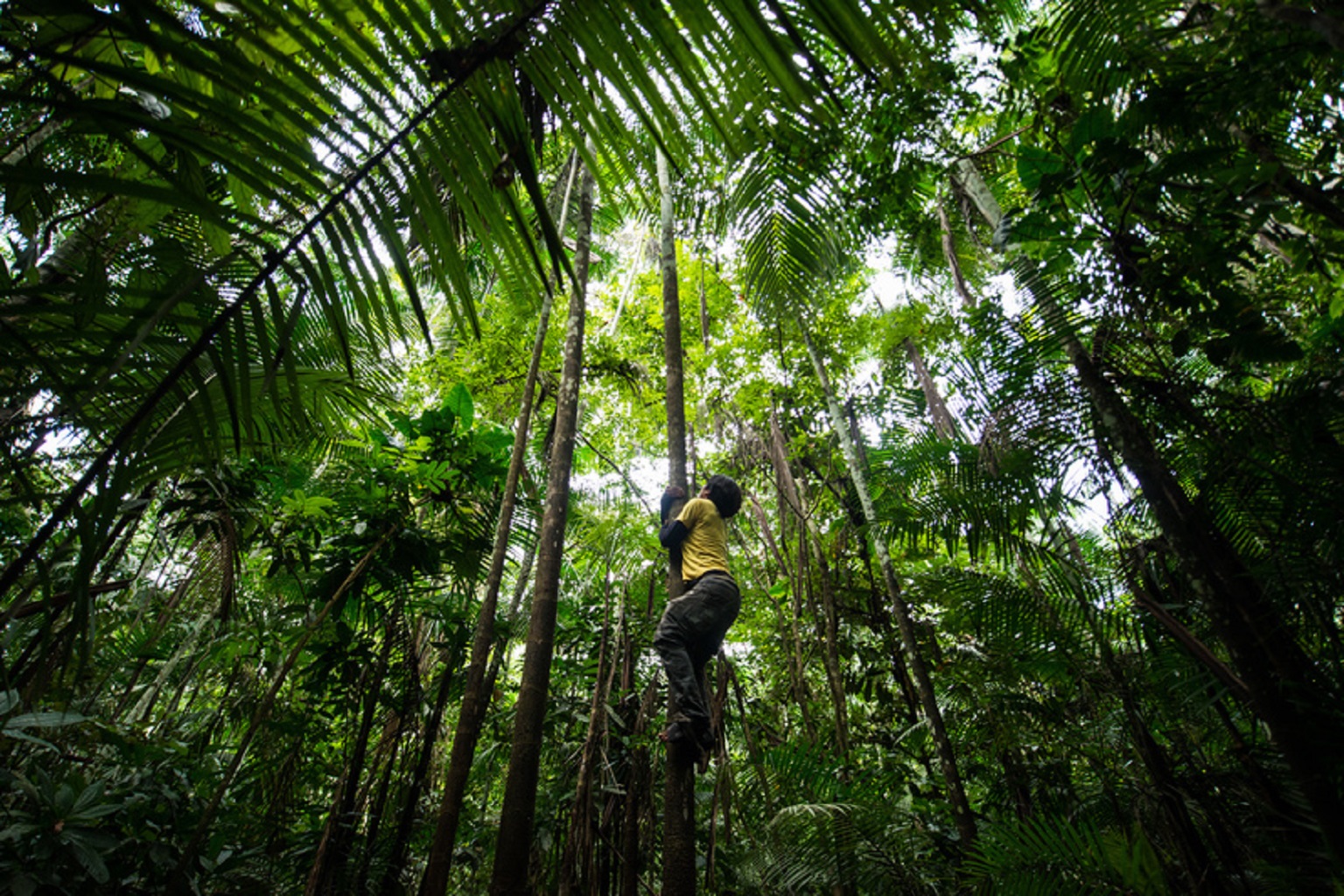 Açaí berry harvesting in Sawré Muybu Indigenous Land, home to the Munduruku people, Pará state, Brazil.
