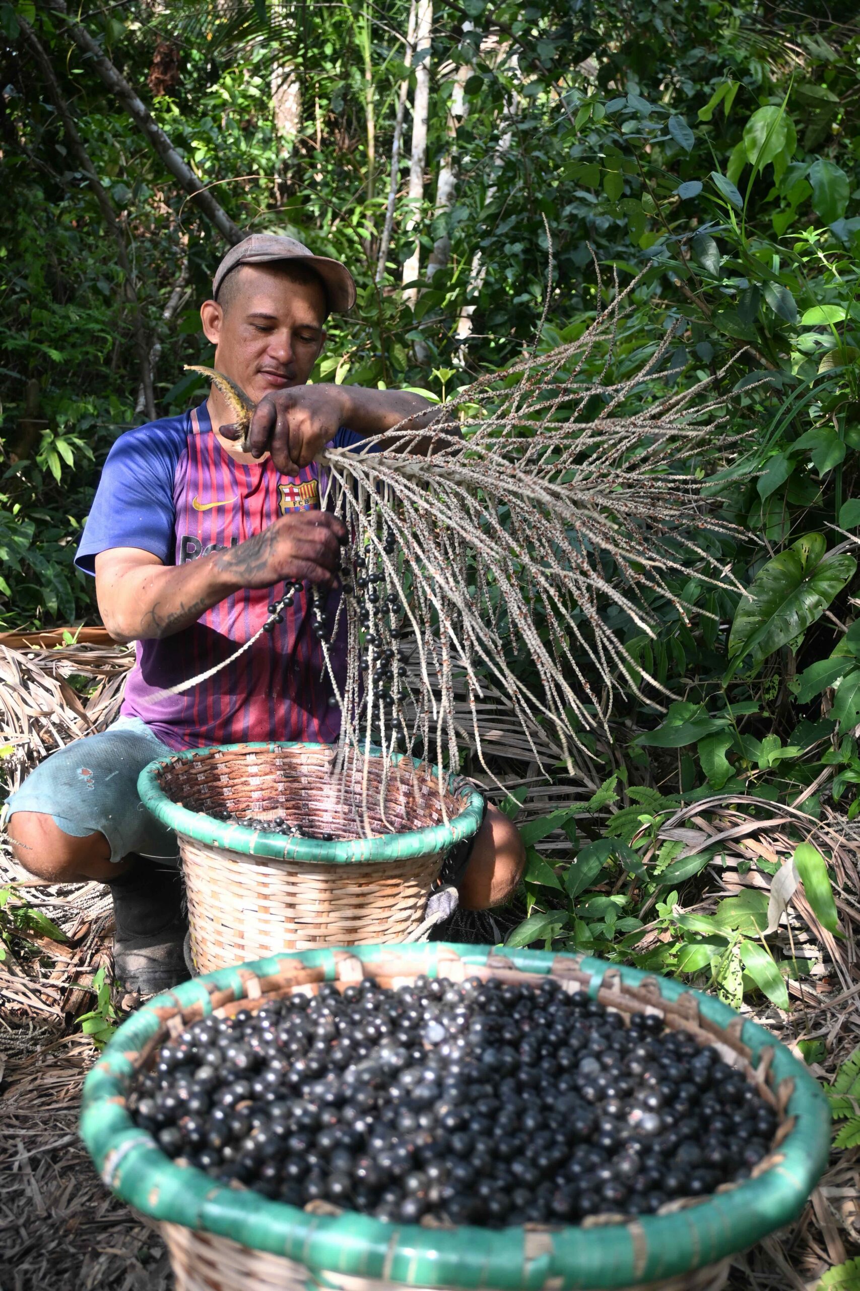 A harvester collects berries in the Amazon. Brazilian açaí production reached a record 1.7 million tonnes in 2024, with the state of Pará accounting for 90% of total output. Image by Carla Ruas.