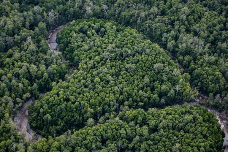 Rainforest in Boven Digoel. Image by Ulet Ifansasti for Greenpeace.