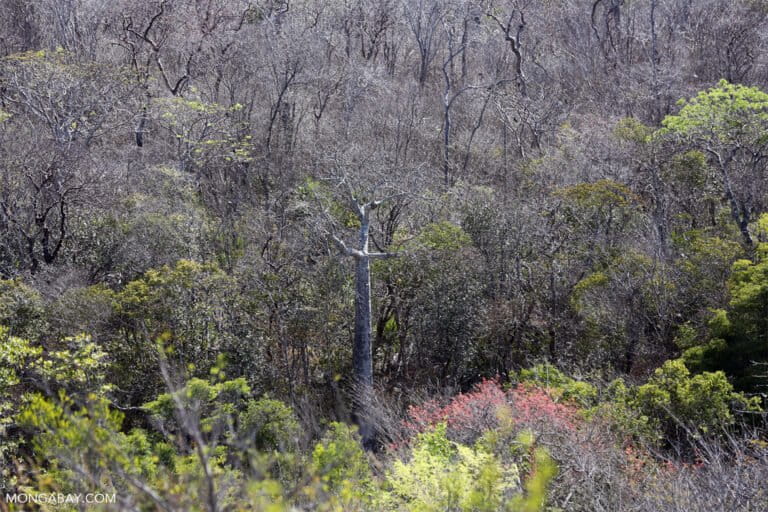 Dry forest in Madagascar.