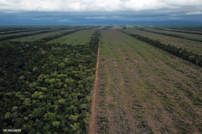 Forest destroyed for agriculture in the Santa Cruz, Bolivia. Image by Rhett A. Butler.