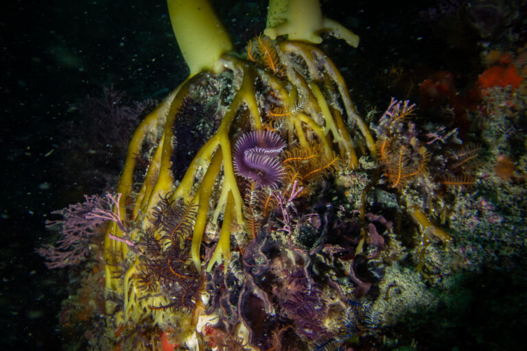The kelp’s holdfast is alive with small creatures, some invisible to the human eye. Image courtesy of Jannes Landschoff.