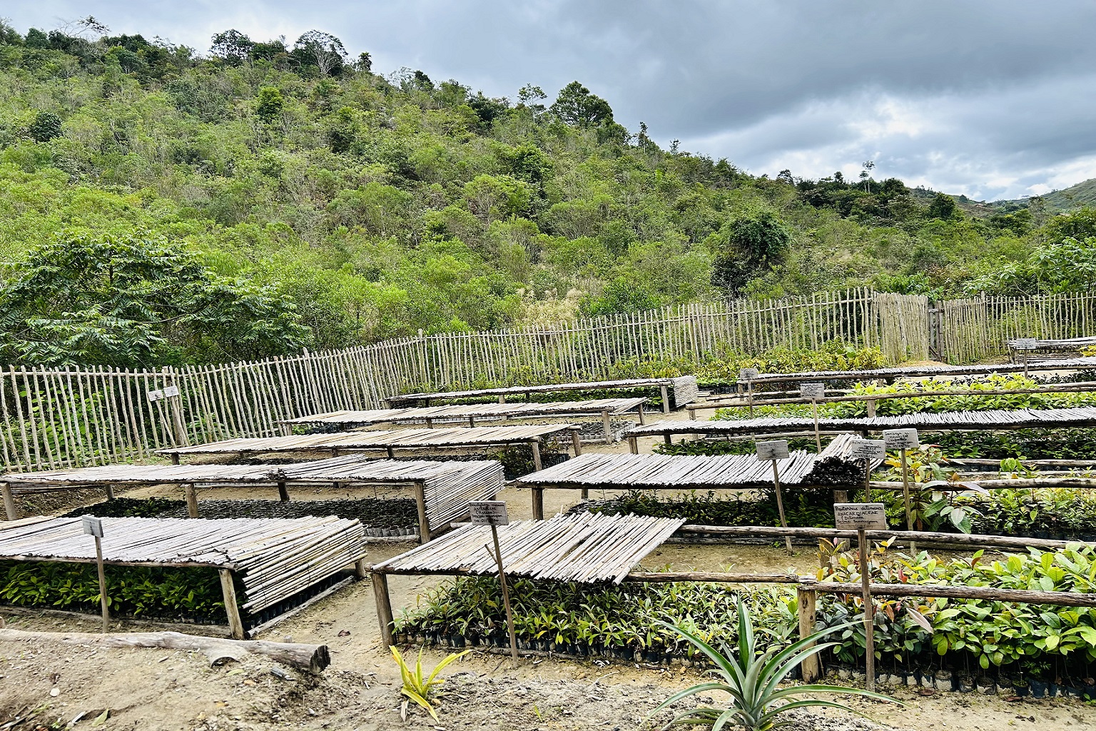 One of the nurseries built to supply seedlings of native tree species for the corridor.
