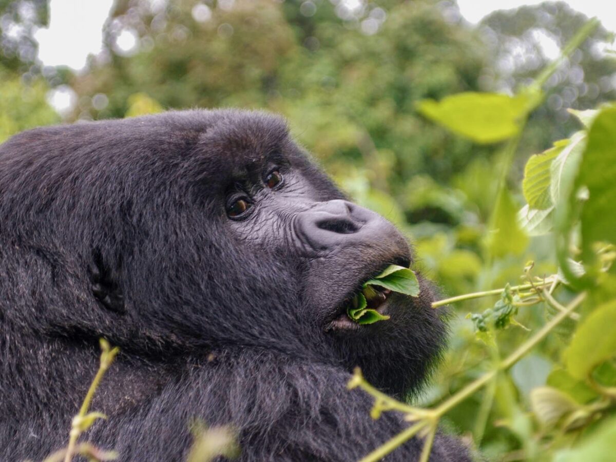 A mountain gorilla (Gorilla beringei beringei) in Virunga National Park. Image by John Cannon/Mongabay.