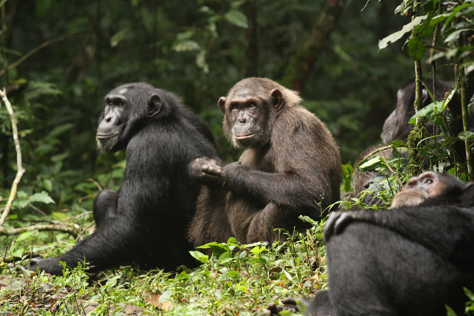 Prior to the permanent split between the two groups, chimps from different social clusters interacted.