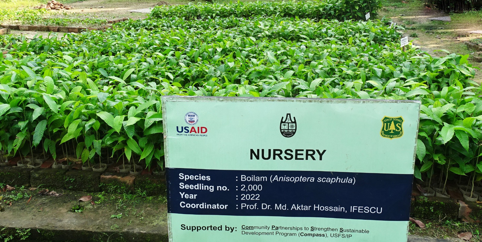 Boilam saplings at the IFESCU nursery. Image courtesy of Md Aktar Hossain.