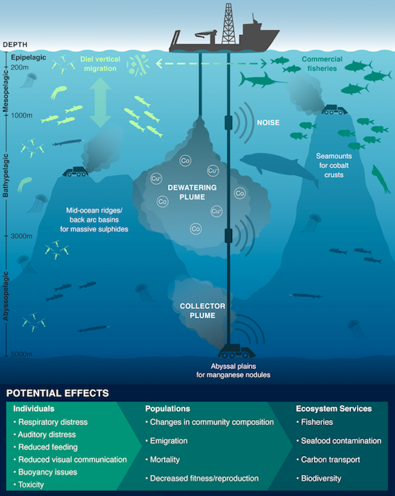 The potential effects of mining-generated sediment plumes and noise on pelagic taxa. Organisms and plume impacts are not to scale. See text for explanation of effects. Connections between seafloor vehicles and surface ships are only shown for nodule mining. Image by Drazen, et al. (2020).