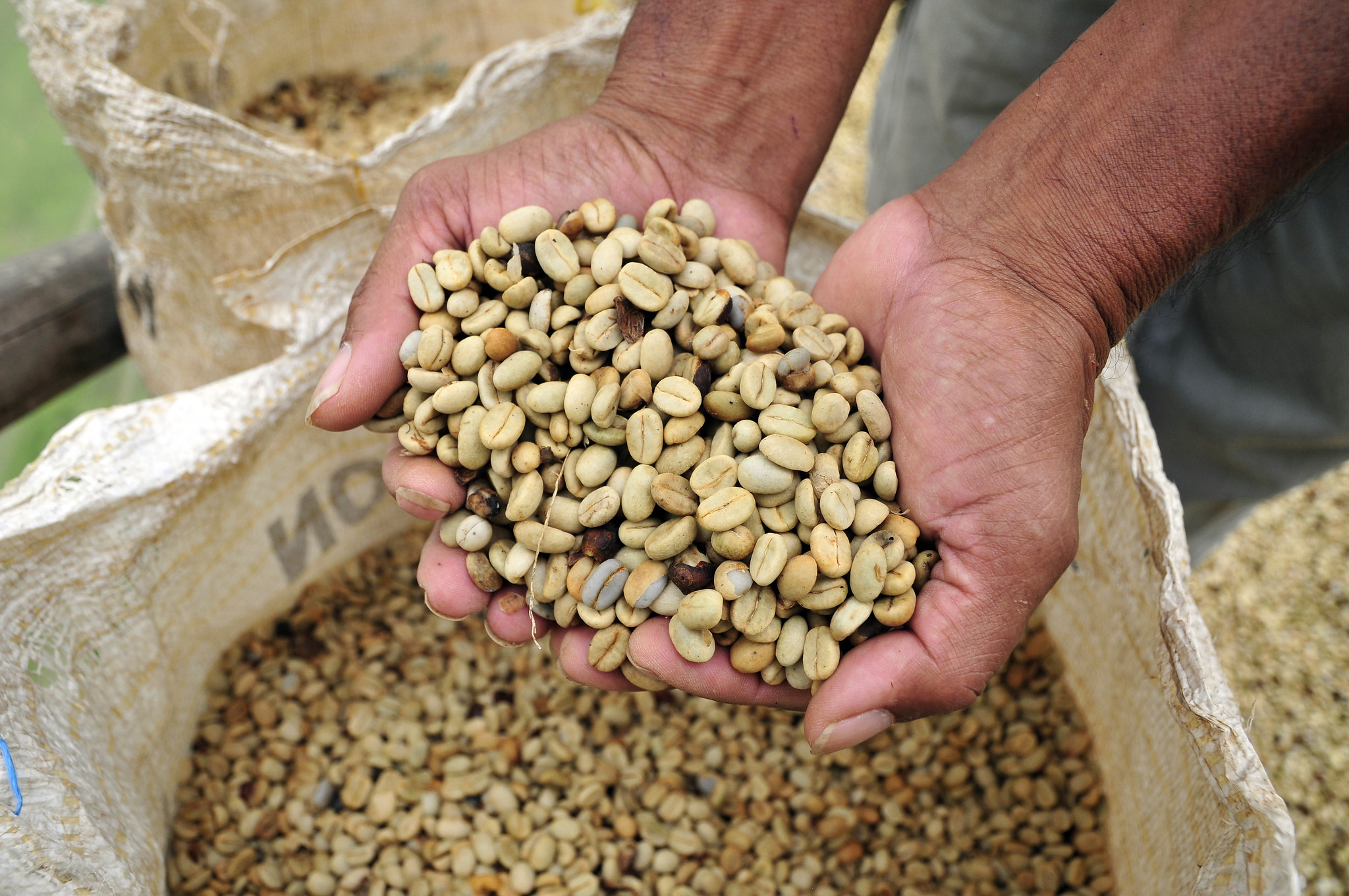 Dehusked and dried coffee beans at a farm in Cauca, southwestern Colombia. From the Two Degrees Up series of case studies on the effect of climate change on agriculture. Image by Alliance of Bioversity International and CIAT via Flickr (CC BY-SA 2.0).