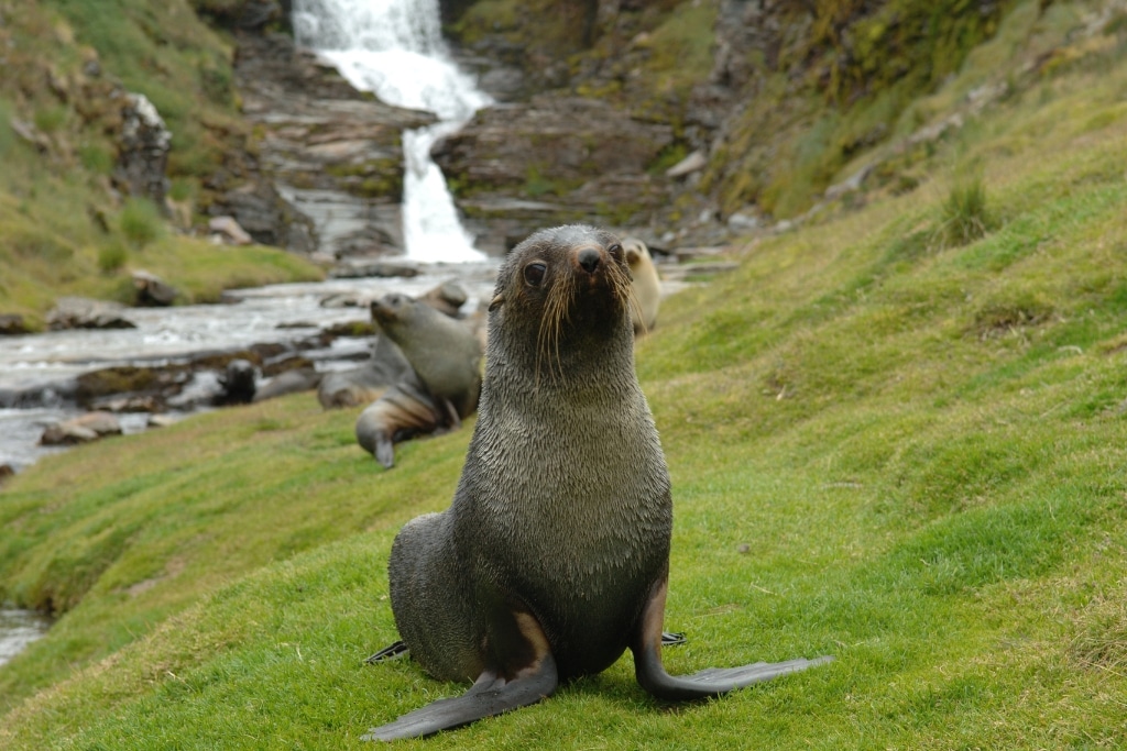 Antarctic fur seal.