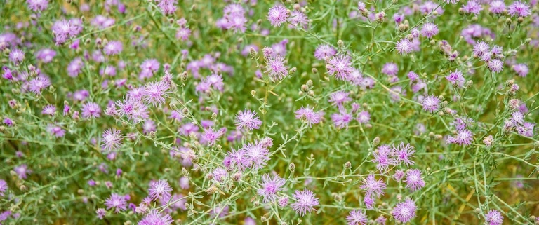 Spotted-Knapweed. Image courtesy of Idaho Weed Awareness Campaign.