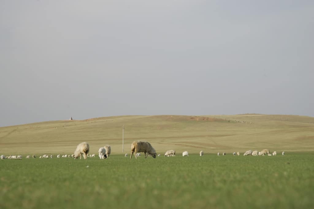 Sheep graze the Mongolian rangelands near Taipusi town.