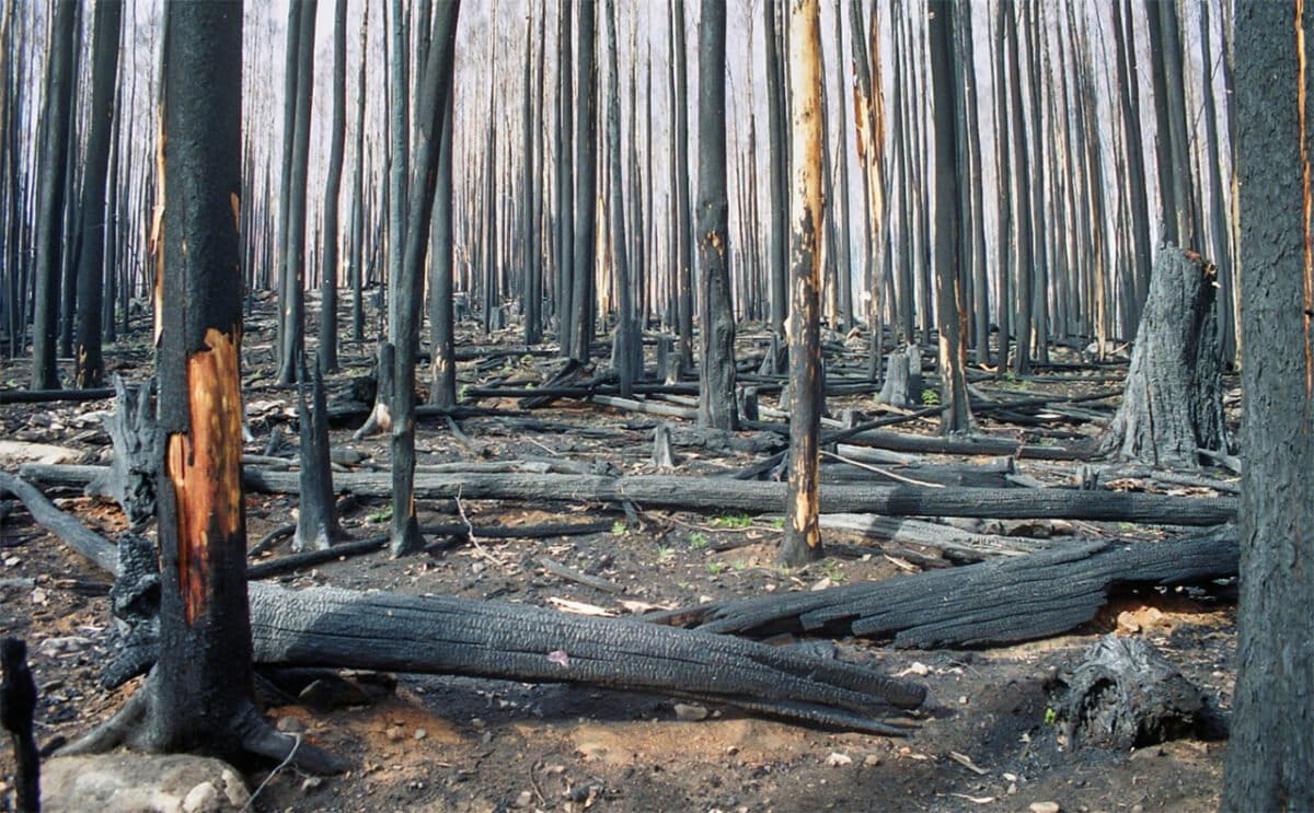Thinned forests burnt at high severity following the wildfires in 2009. Photo by Chris Taylor