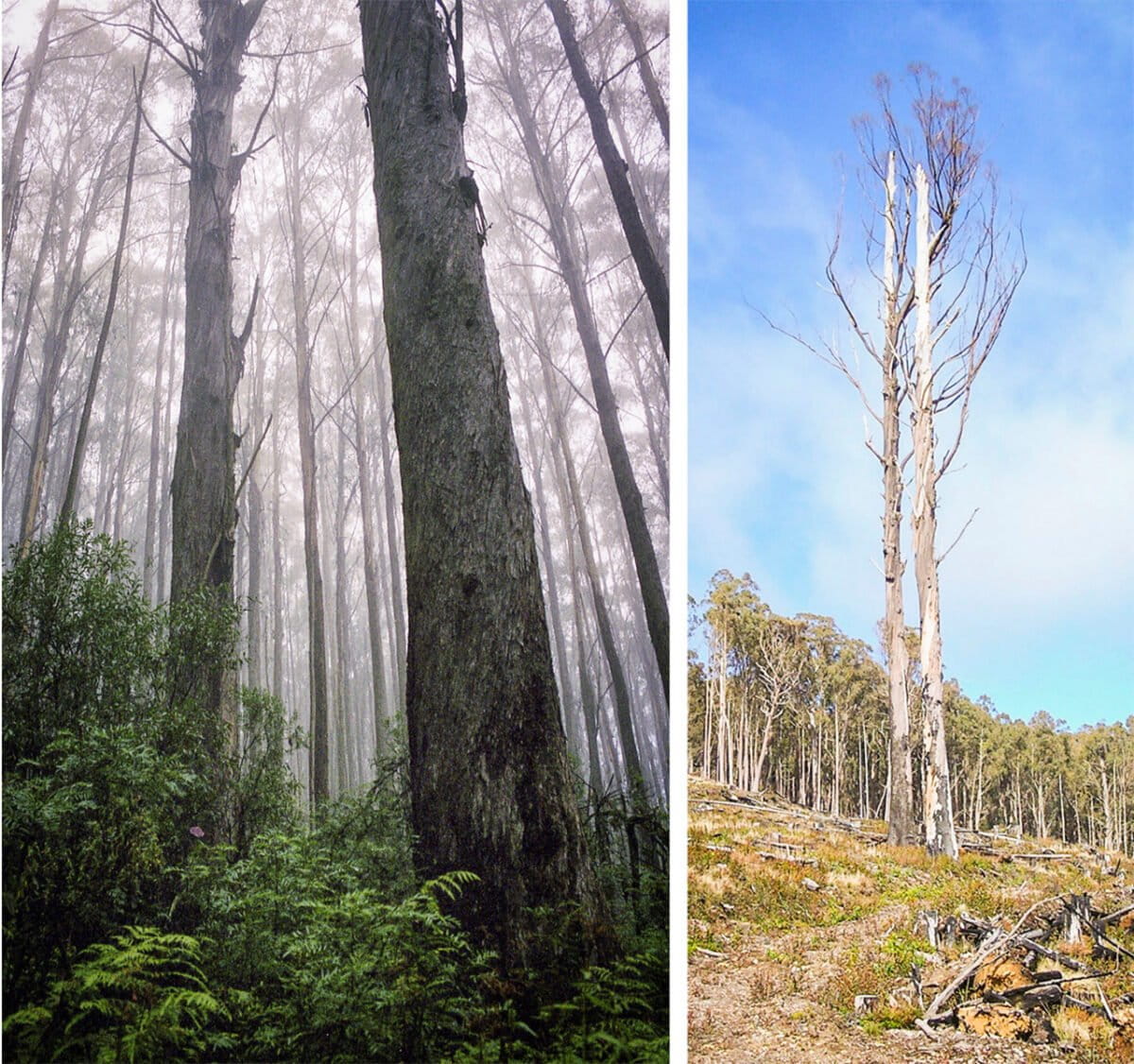 Old growth Alpine Ash trees killed by clearfell logging. Left photo shows two old growth Alpine trees photographed in 2005 before logging. Right photo is of the same old growth trees taken in 2008 following clearcut logging. Photos by Chris Taylor