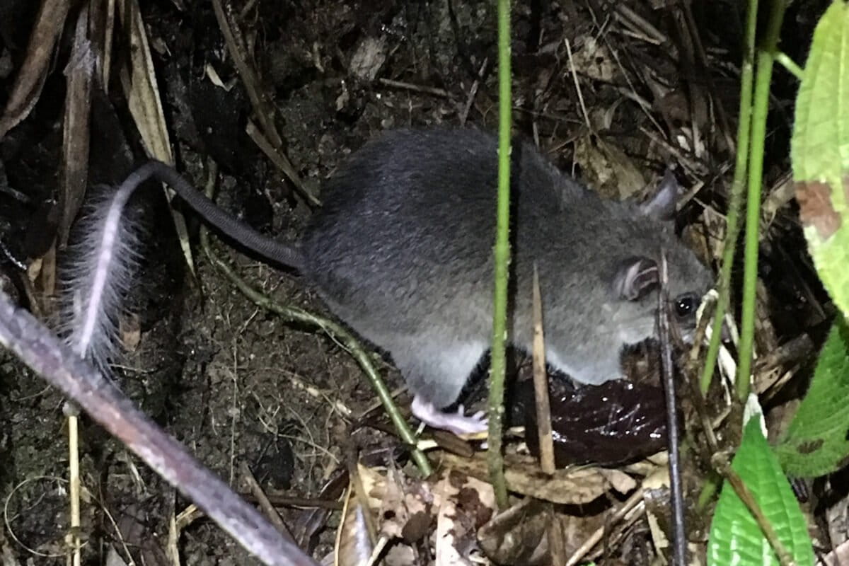 Eliurus tanala rat in Ranomafana