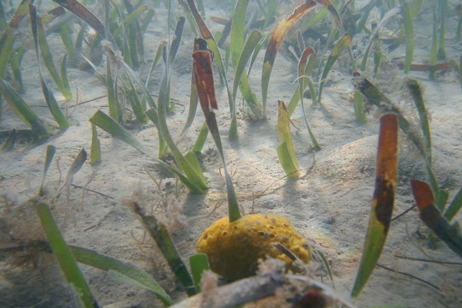 Agricultural runoff and sewage are major drivers of marine eutrophication, or nutrient over-enrichment, which can lead to algal blooms that block light and contribute to seagrass disappearance.