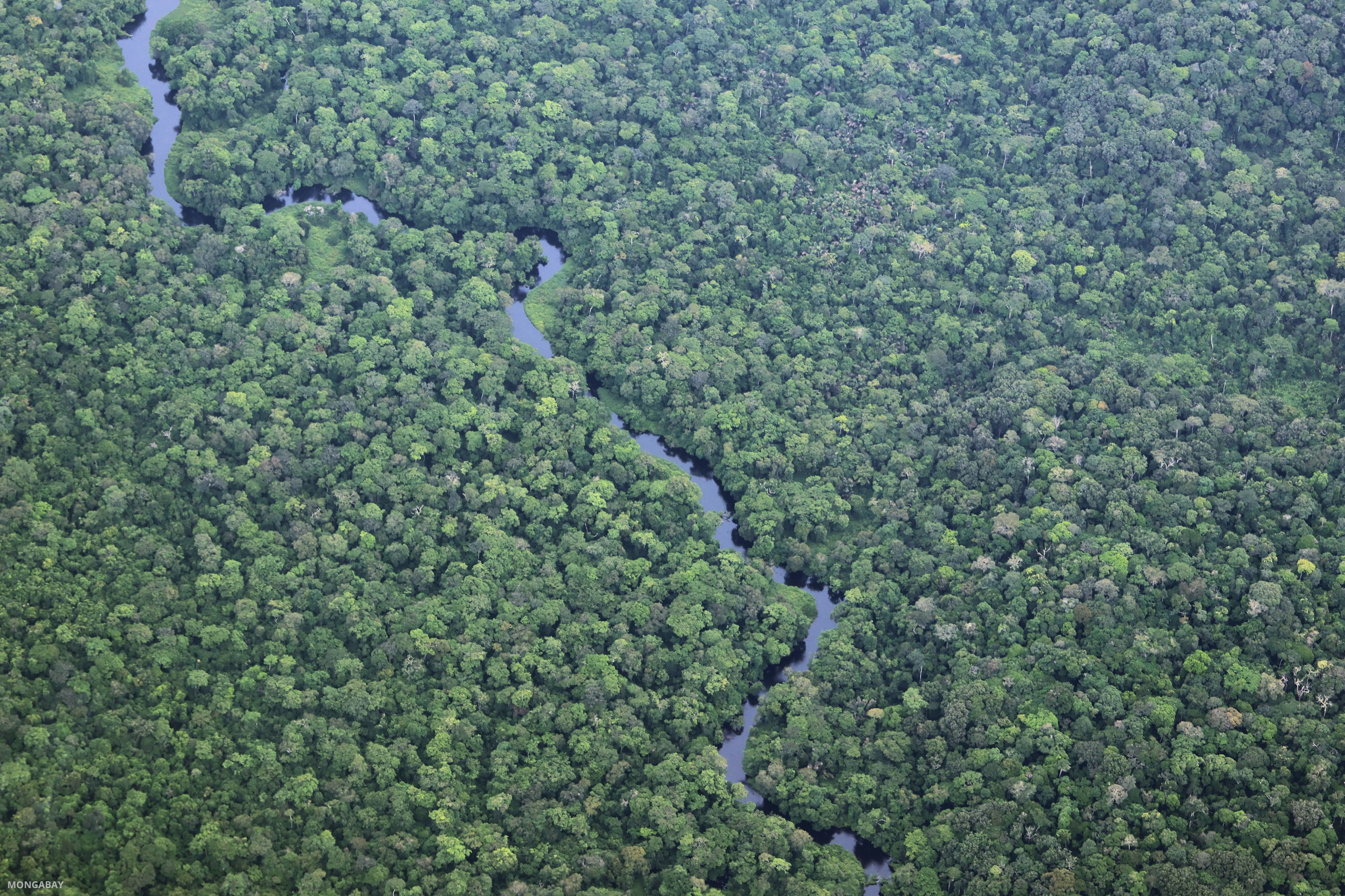 The DRC’s vast forest resources offer not only significant economic potential for local communities but also global benefits through carbon sequestration, thereby contributing to climate stabilization. Image by Rhett A. Butler/ Mongabay.