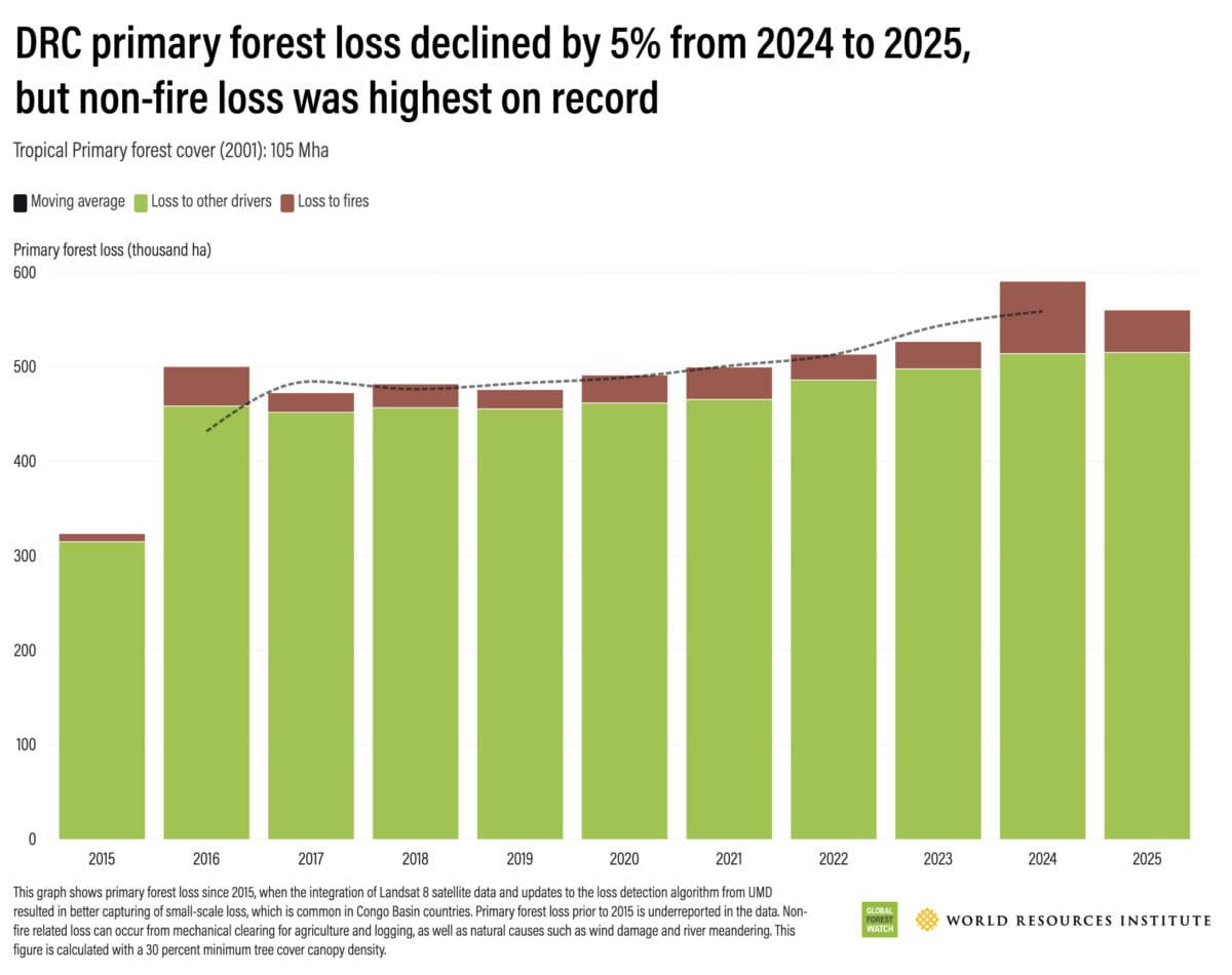 Annual primary forest loss in DRC since 2002. Data from the University of Maryland’s GLAD lab, presented by WRI's Global Forest Watch.
