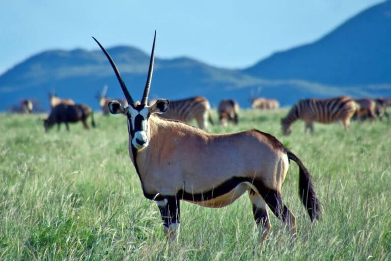 A gemsbok (Oryx gazella), also known as the South African oryx, in a mixed herd of herbivores at Tswalu. Image by John Cannon/Mongabay.