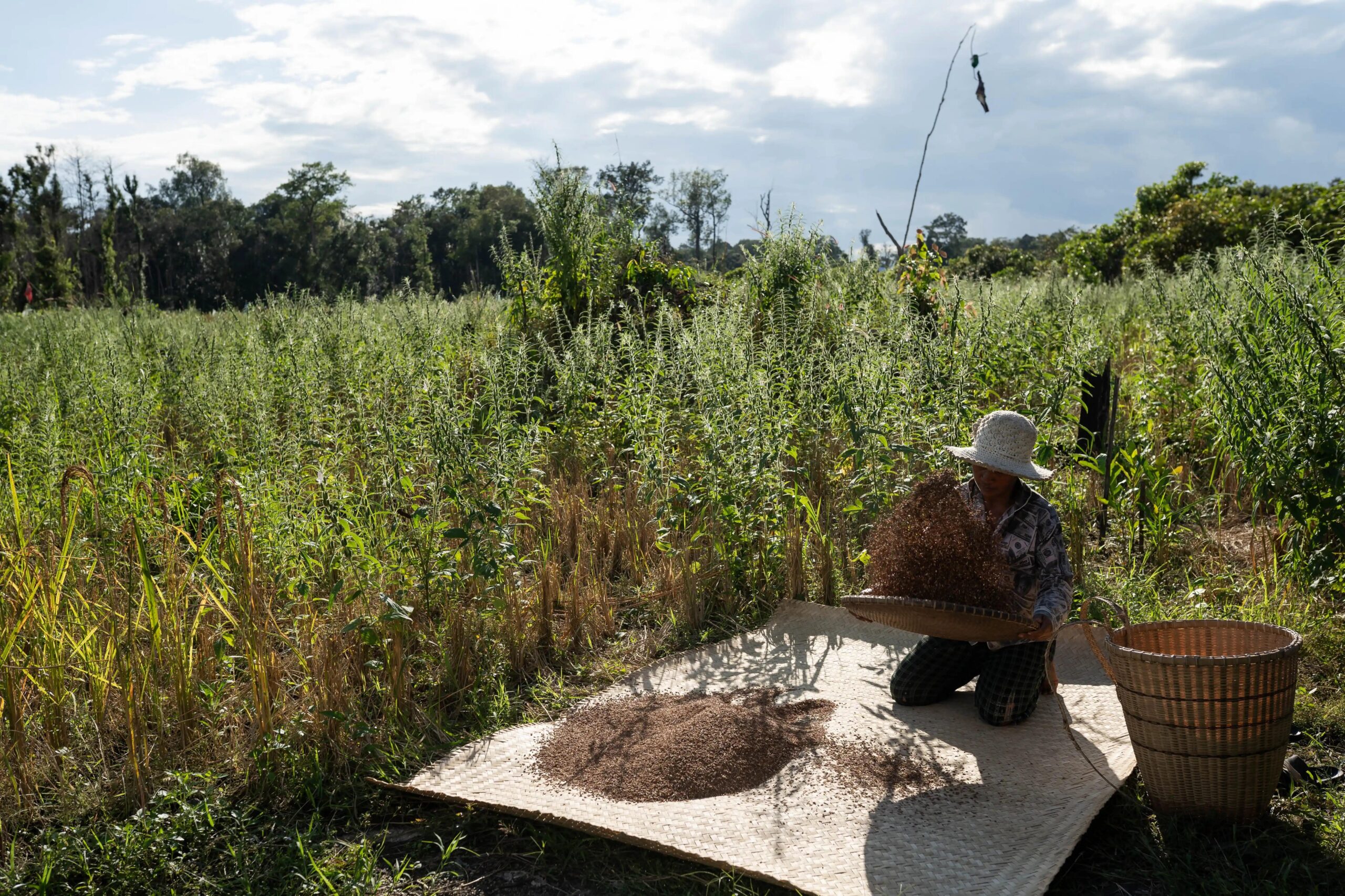 A Brao Indigenous resident of Mondul Yorn village harvests rice at their plantation along the banks of the O'Ta Bouk River. The village's Indigenous Brao community has heavily relied on the O'Ta Bouk River for generations to farm, fish, and source drinking water. Photo by Andy Ball/Mongabay.