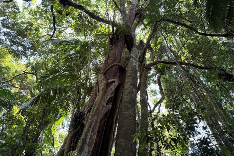 A large strangler fig rises through subtropical rain forest canopy in South East Queensland, Australia. Image courtesy of Michael Reid.