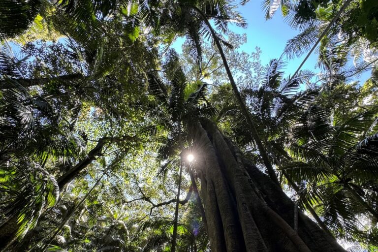 A large strangler fig rises through subtropical rainforest canopy in South East Queensland, Australia. Image courtesy of Michael Reid.