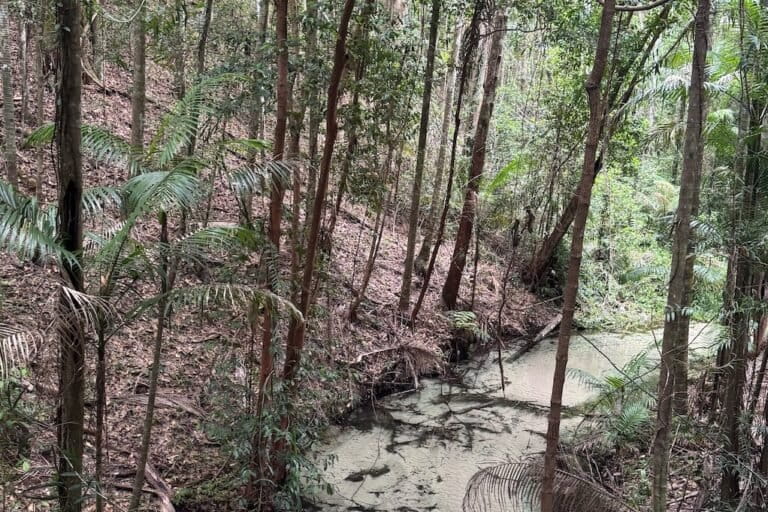 Forest and freshwater creek in rainforest, K’Gari, Fraser Island, Australia, where a plant disease in the myrtle rust family is infecting trees. Image courtesy of Michael Reid.