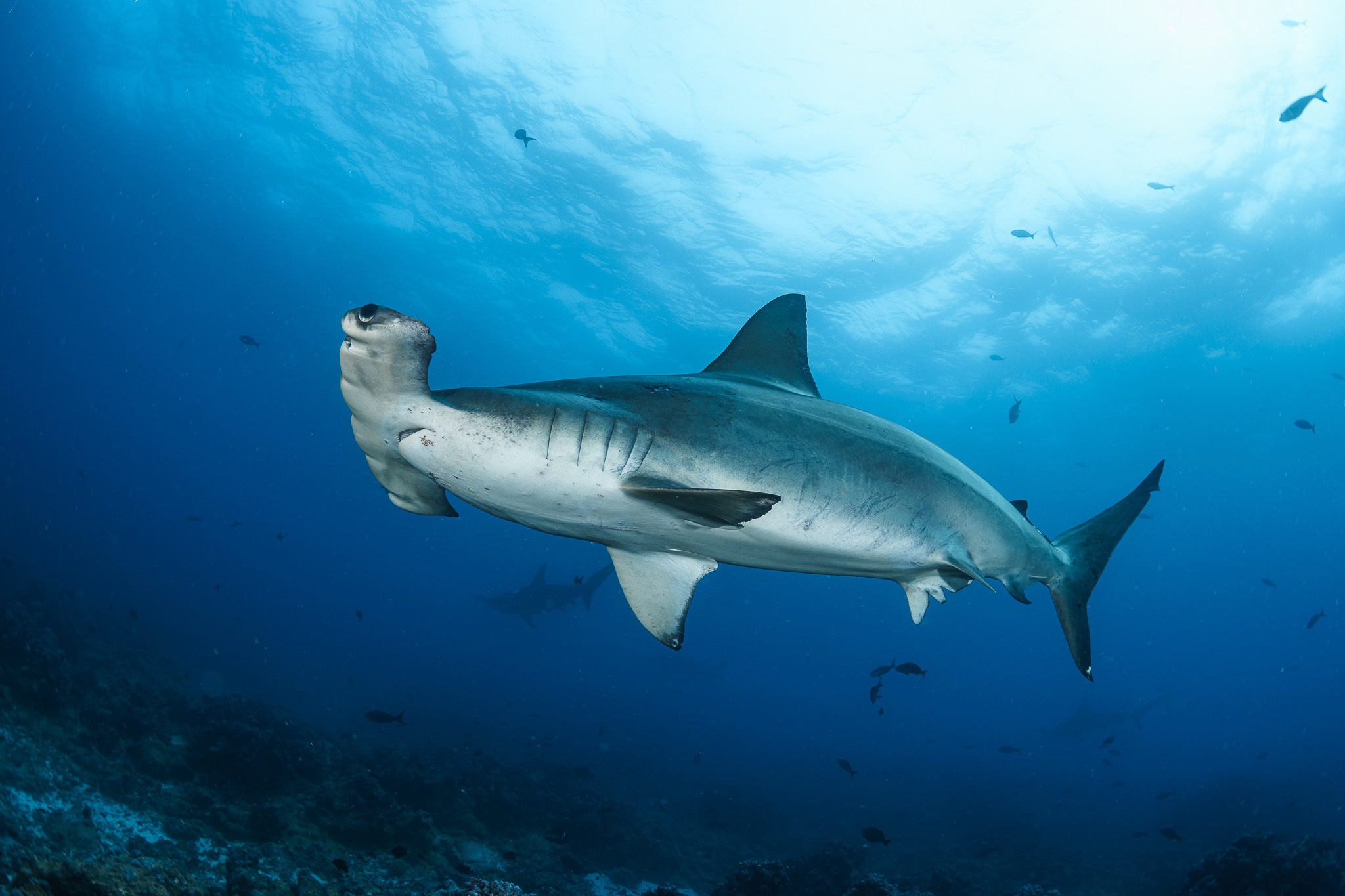 A scalloped hammerhead shark underwater from below and illuminated blue sea surface above.