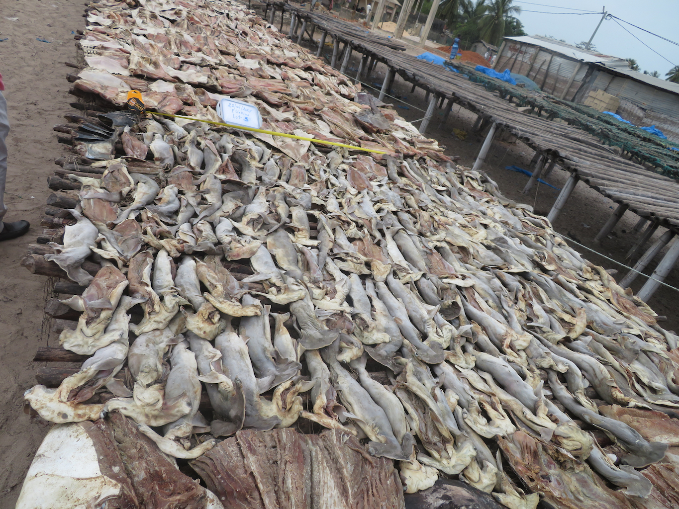 Piles of dried scalloped hammerhead sharks outdoors on wooden platforms.
