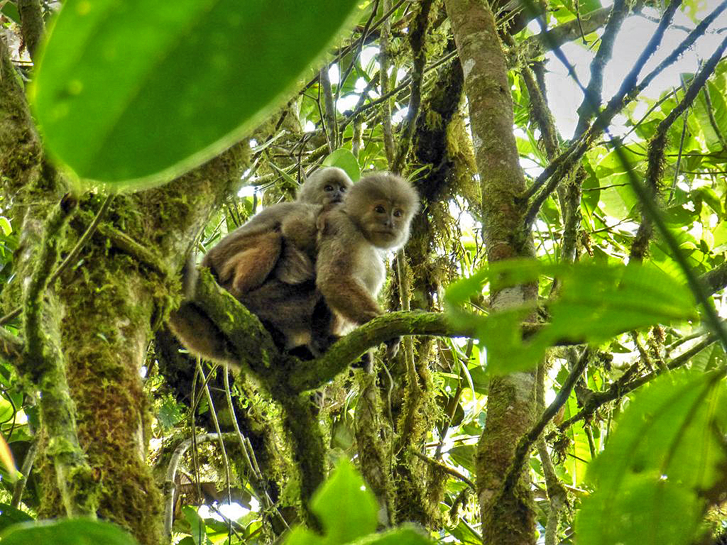 Ecuadorian white-fronted capuchin monkey (Cebus aequatorialis)