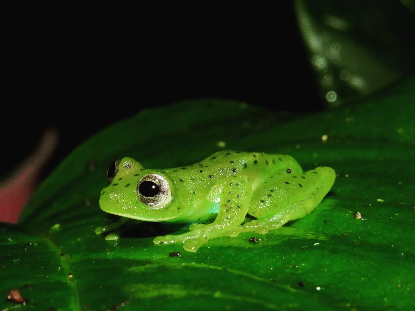 A male emerald glass frog (Espadarana prosoblepon).