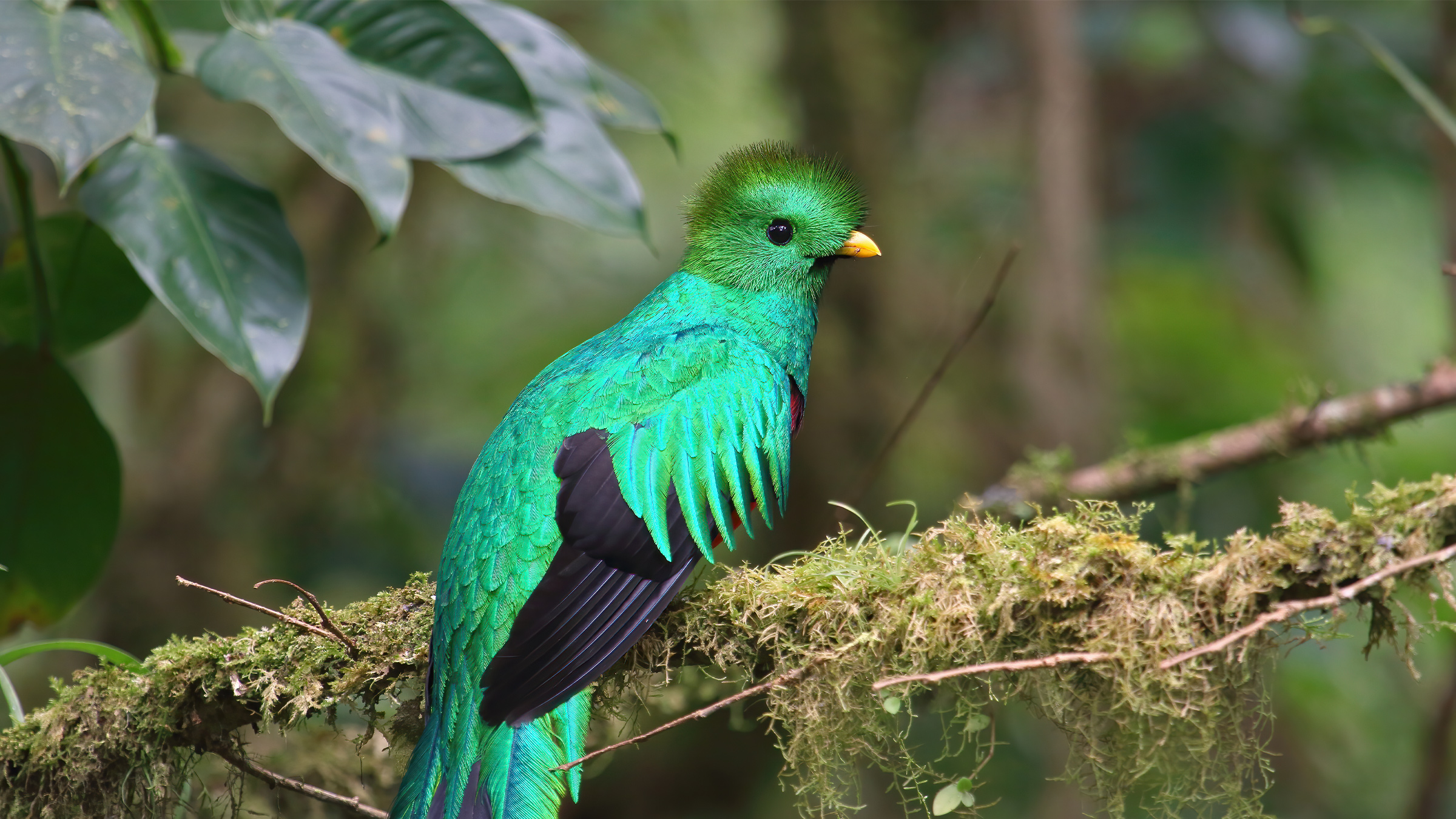 A resplendent quetzal.