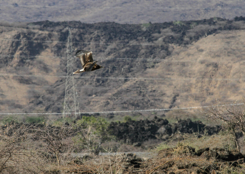 Egyptian vulture (Neophron percnopterus) at Mishraq Shewa, Ethiopia. Image by Paul G. Schrijvershof via iNaturalist (CC BY-NC-ND 4.0)
